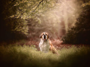 Canon EOS R6 fine art portrait of a saint bernard dog by dutch photographer Willie Kers