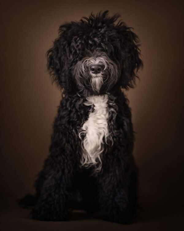 fine art portret van een zwarte franse waterhond of barbet door natuurlijk licht fotograaf willie kers uit apeldoorn voor de masterclass fotograferen als een meester